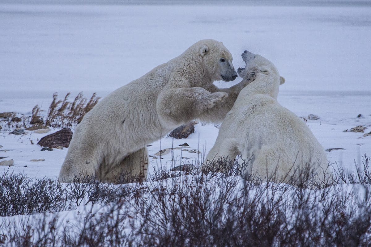 Two polar bears fighting in the snow.