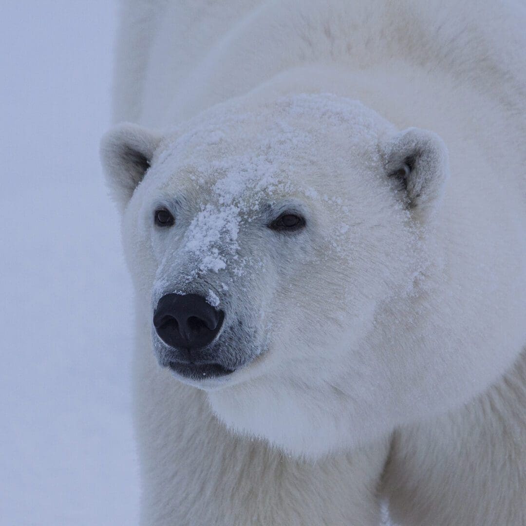 A polar bear in the snow.