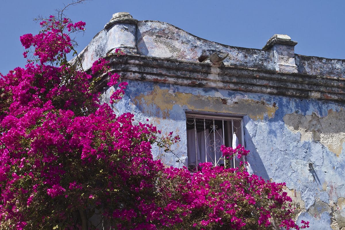 Pink bougainvillea blooms on an old building.