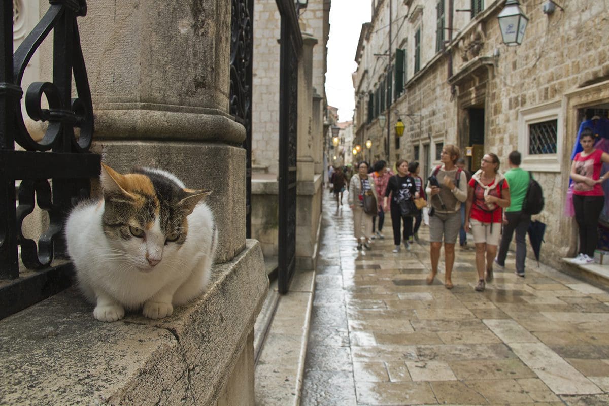 A cat is sitting on a ledge in a city.