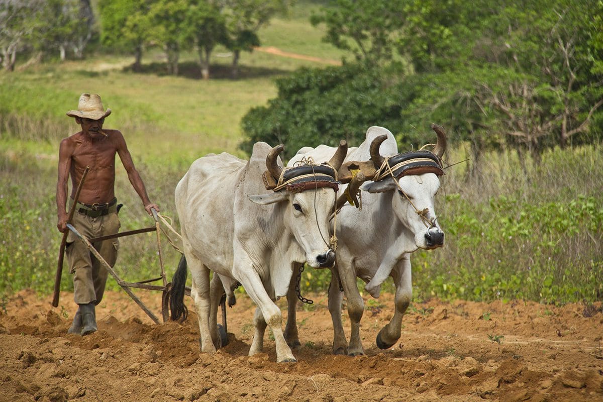 A man plowing a field with two oxen.