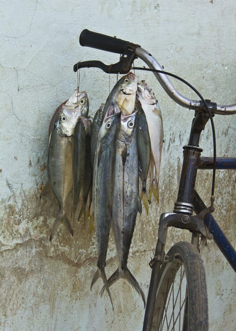 A bicycle is attached to a wall with a bunch of fish on it.
