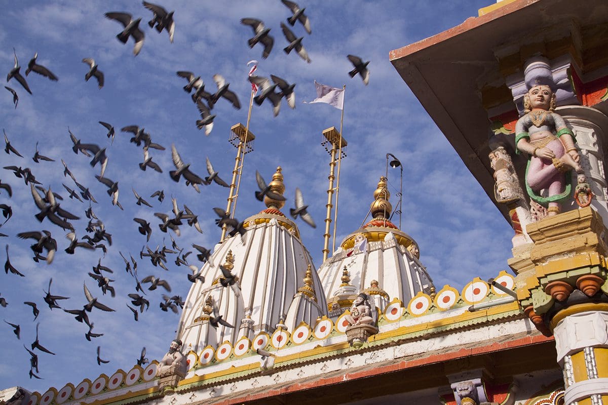 Pigeons flying around a temple.