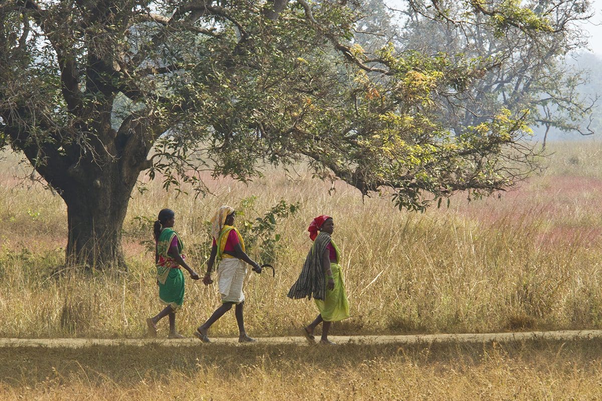 Three women walking in a field near a tree.