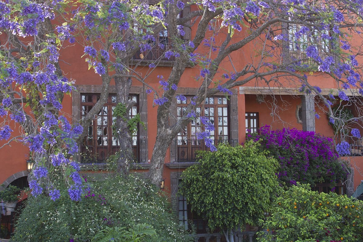 A house with purple flowers in front of it.