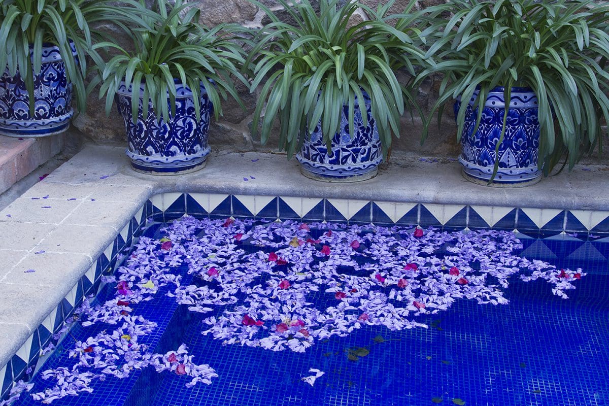 A blue pool with purple flowers on it.