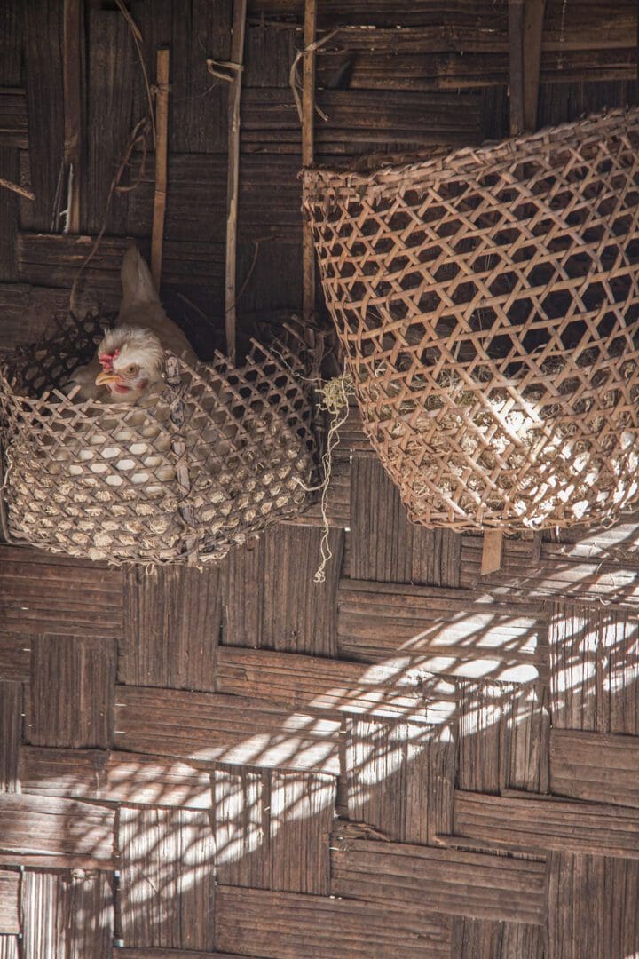 Two chickens in baskets on the roof of a hut.