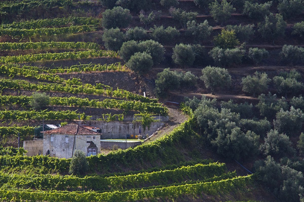 A house sits on a hillside next to a vineyard.