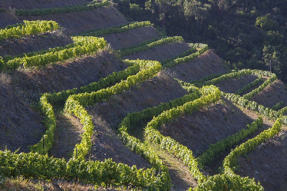 A vineyard with rows of vines on a hillside.