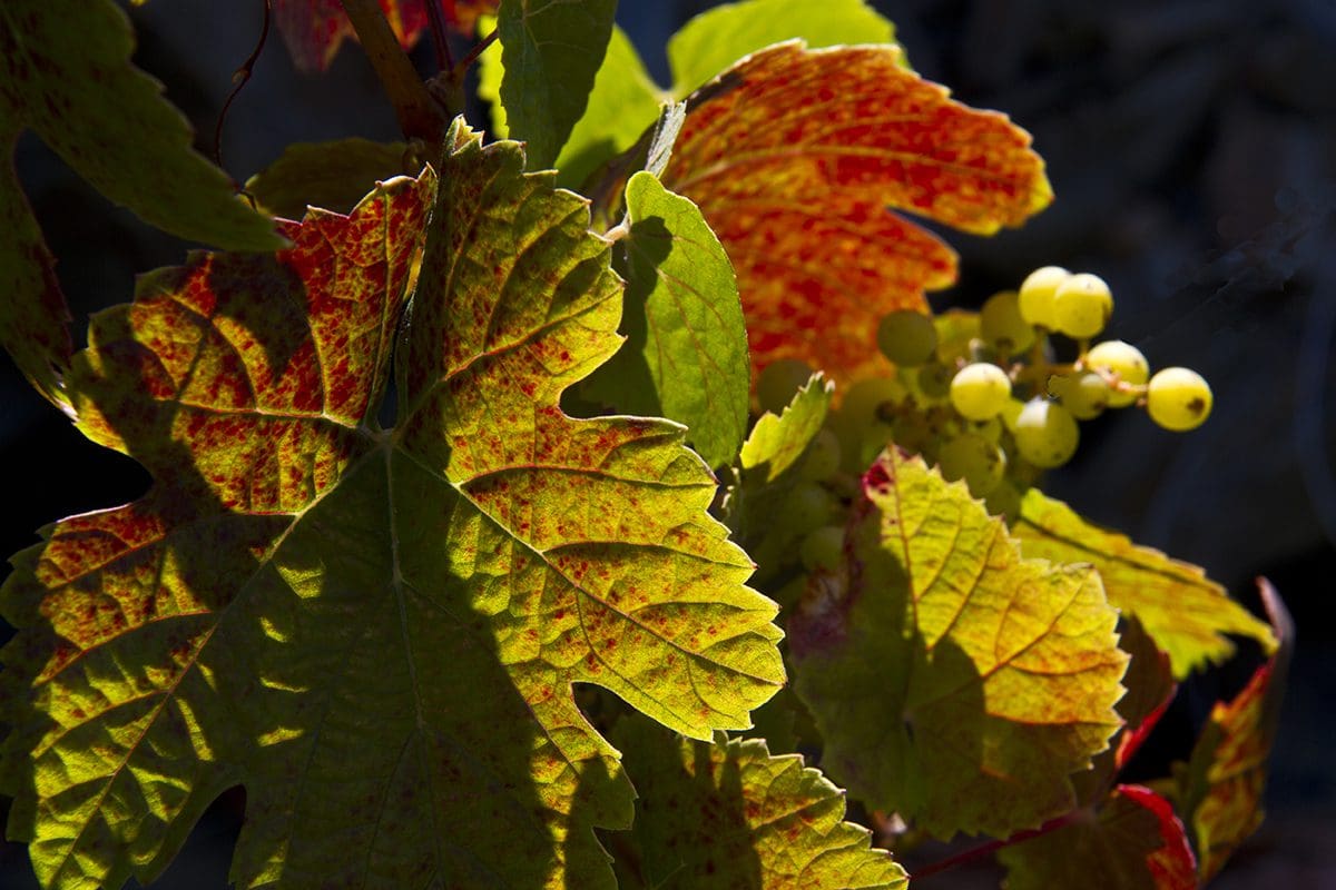 A bunch of grape leaves with red and yellow leaves.