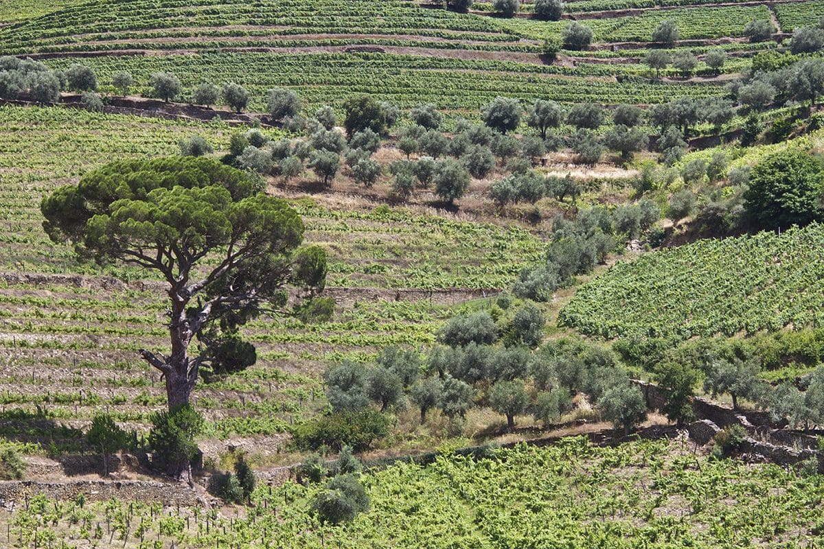 Olive trees and vineyards on a hillside.