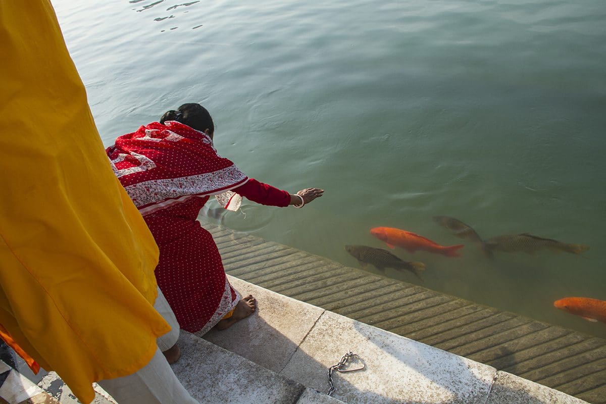 A woman in a red sari is feeding fish in the water.