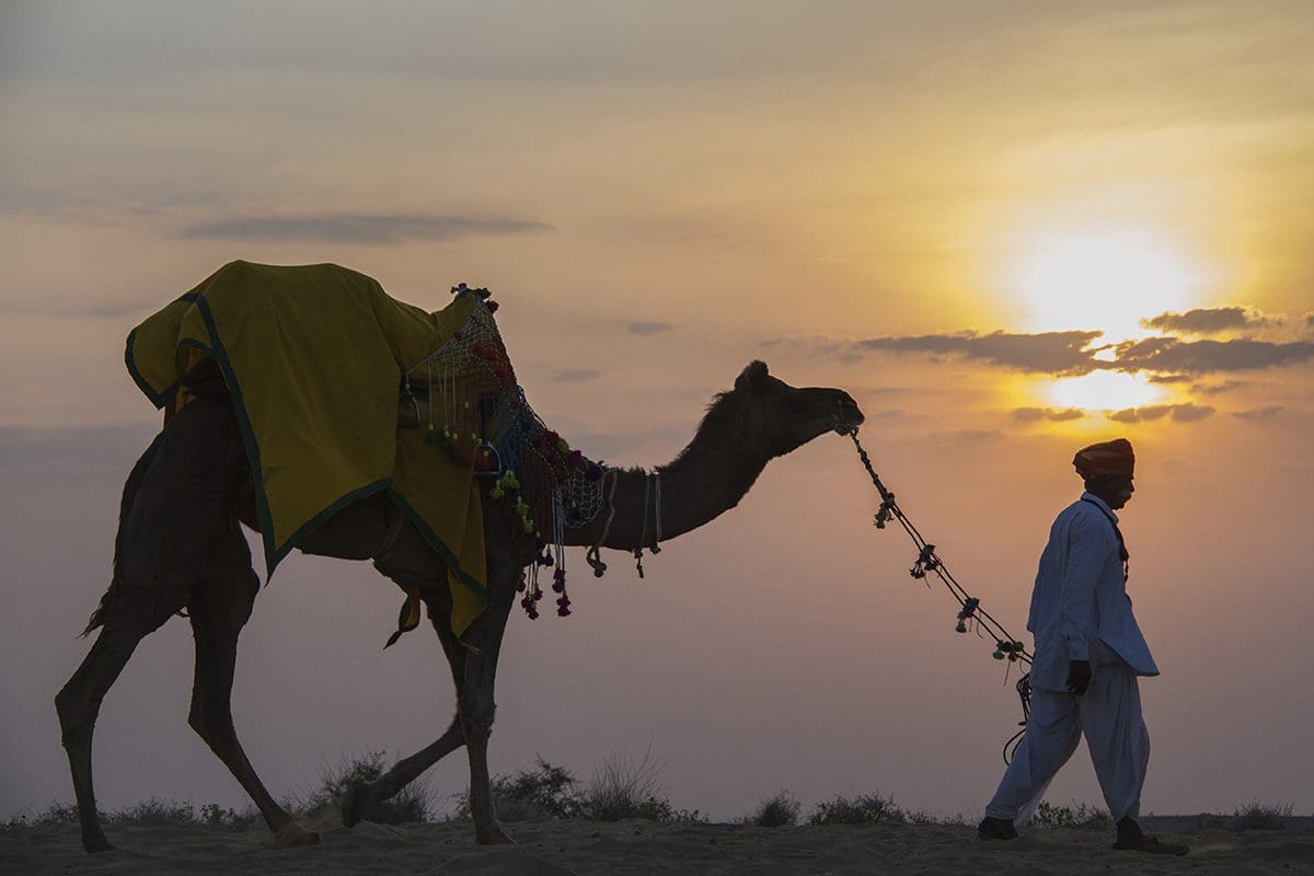A man walking a camel at sunset in rajasthan, india.