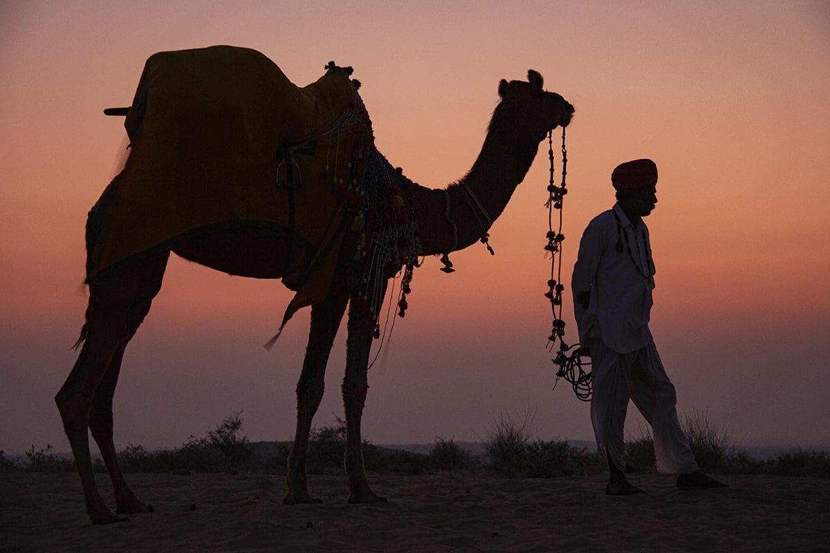 A man walking a camel at sunset in rajasthan.