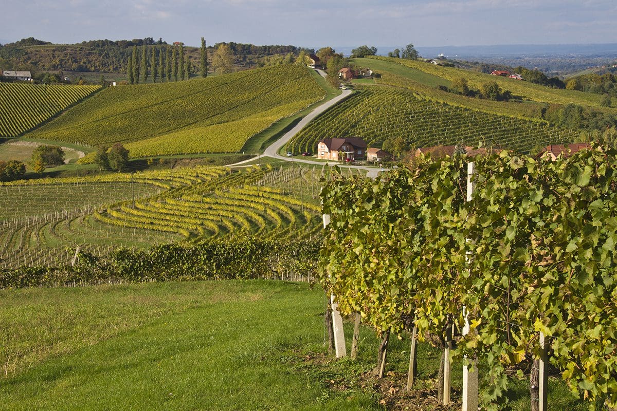 A vineyard with rows of vines and a road in the background.