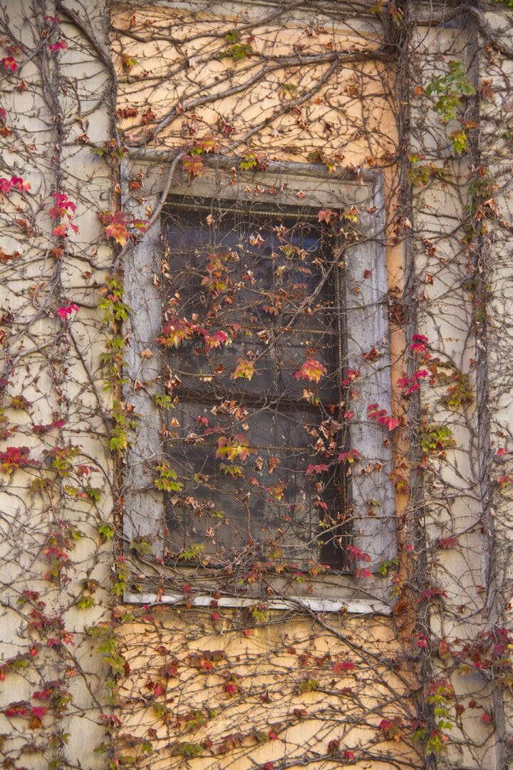 A window covered in ivy on an old building.