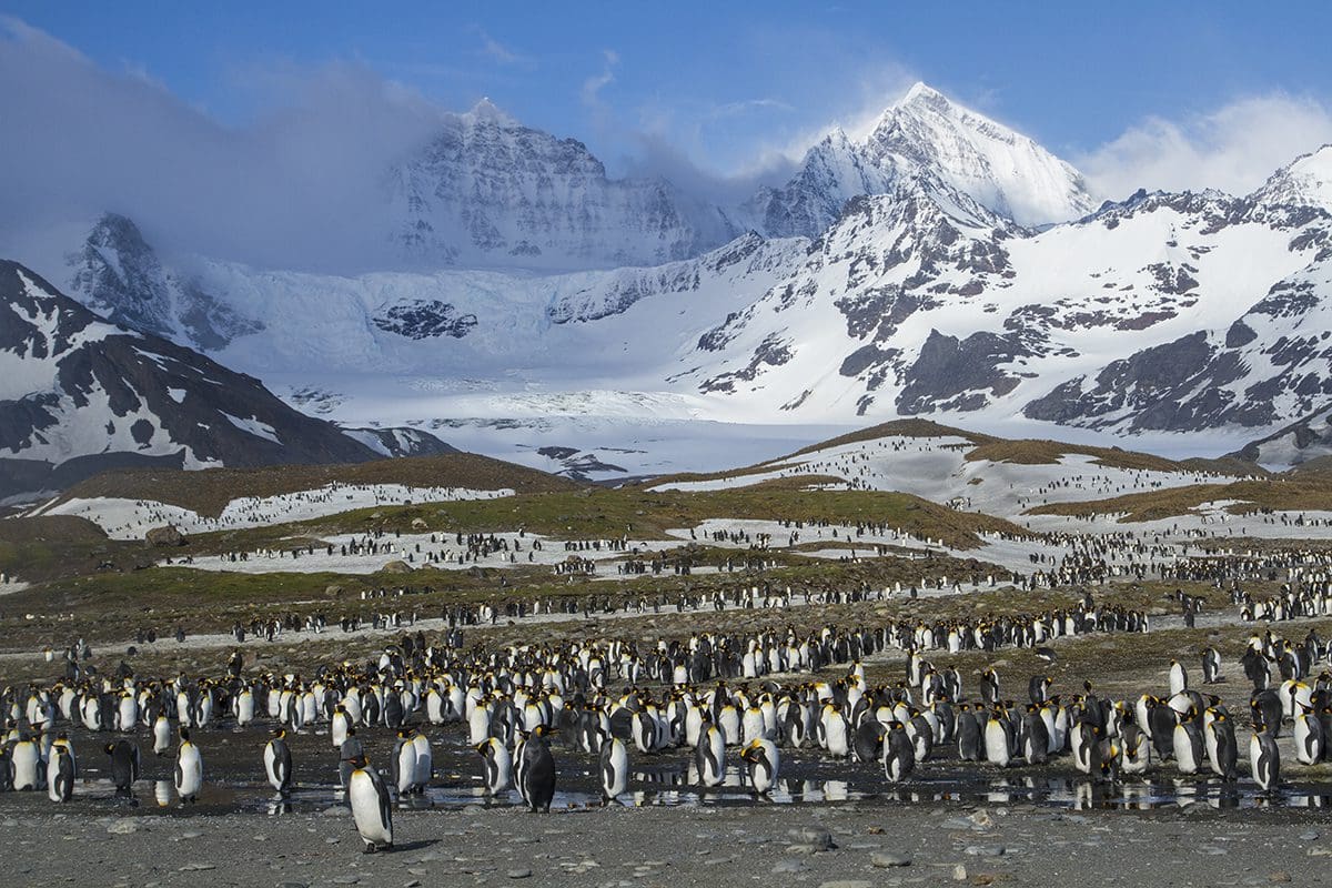A large group of penguins standing in front of mountains.