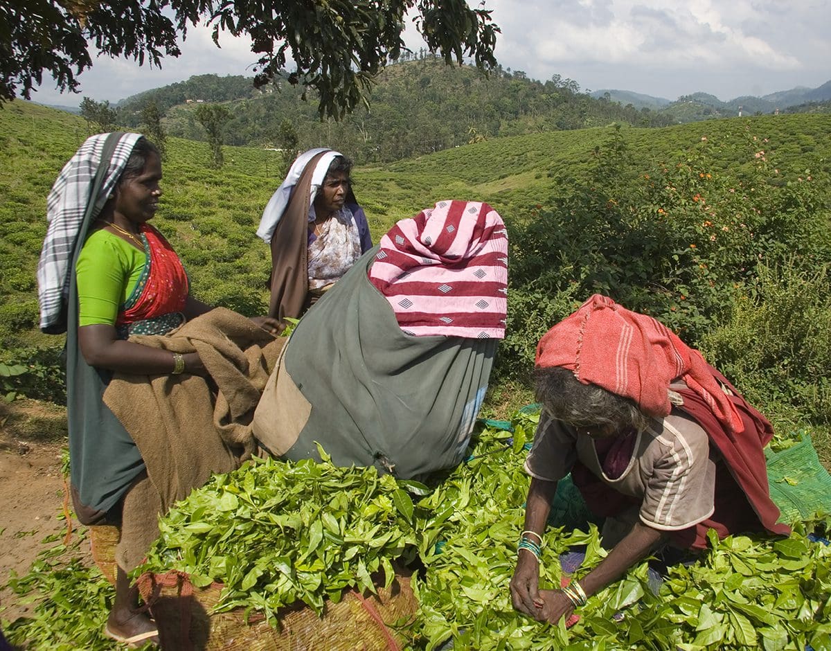 Women picking tea leaves in sri lanka.