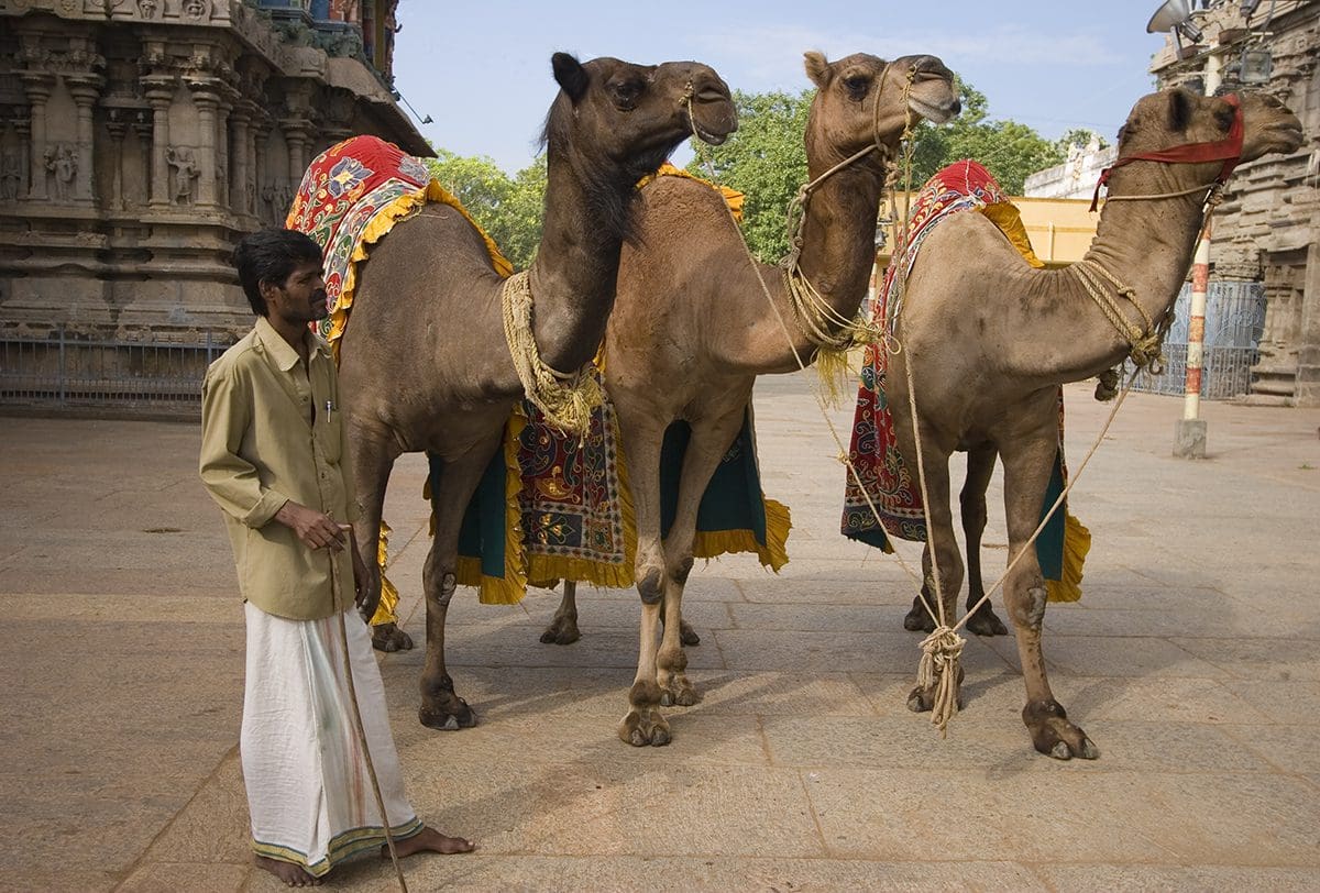 Three camels with a man standing next to them.