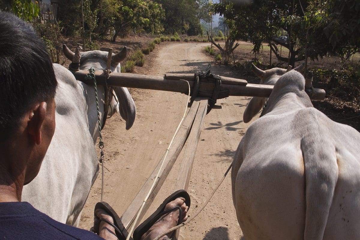 Two oxen pulling a cart on a dirt road.