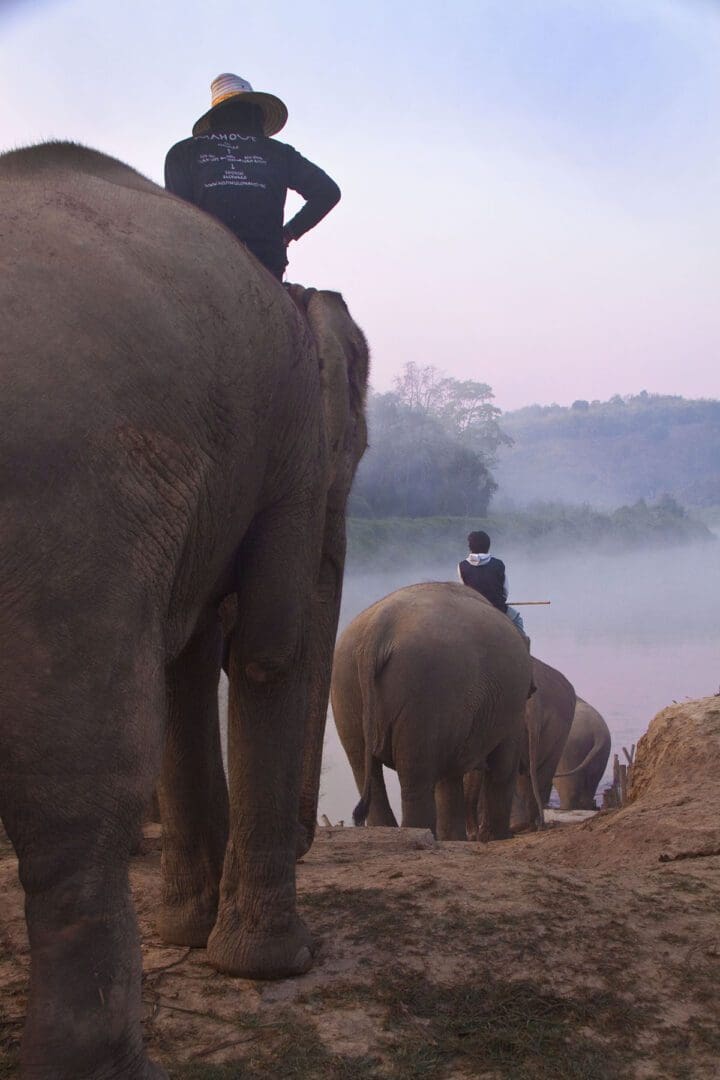 A group of people riding elephants near a body of water.