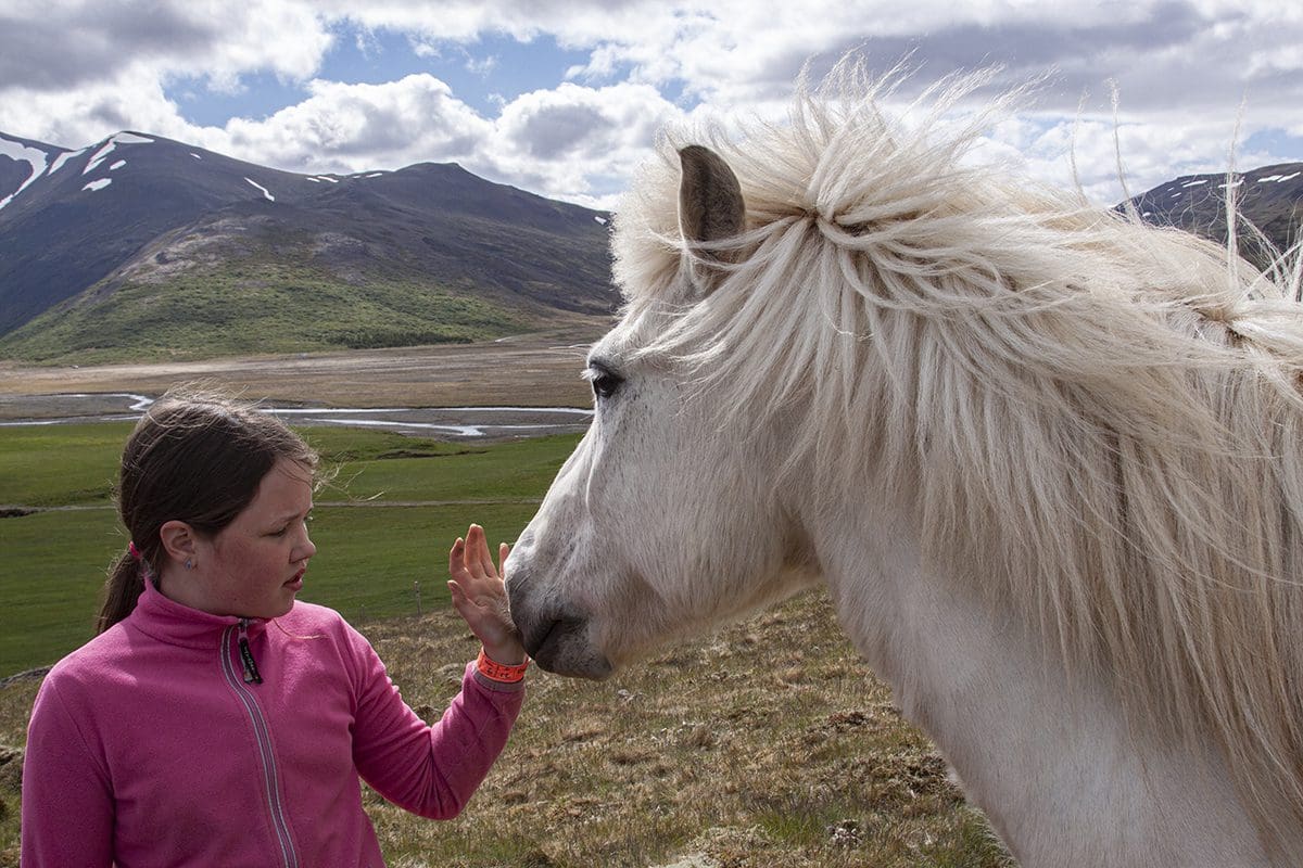 A young girl petting a white horse.