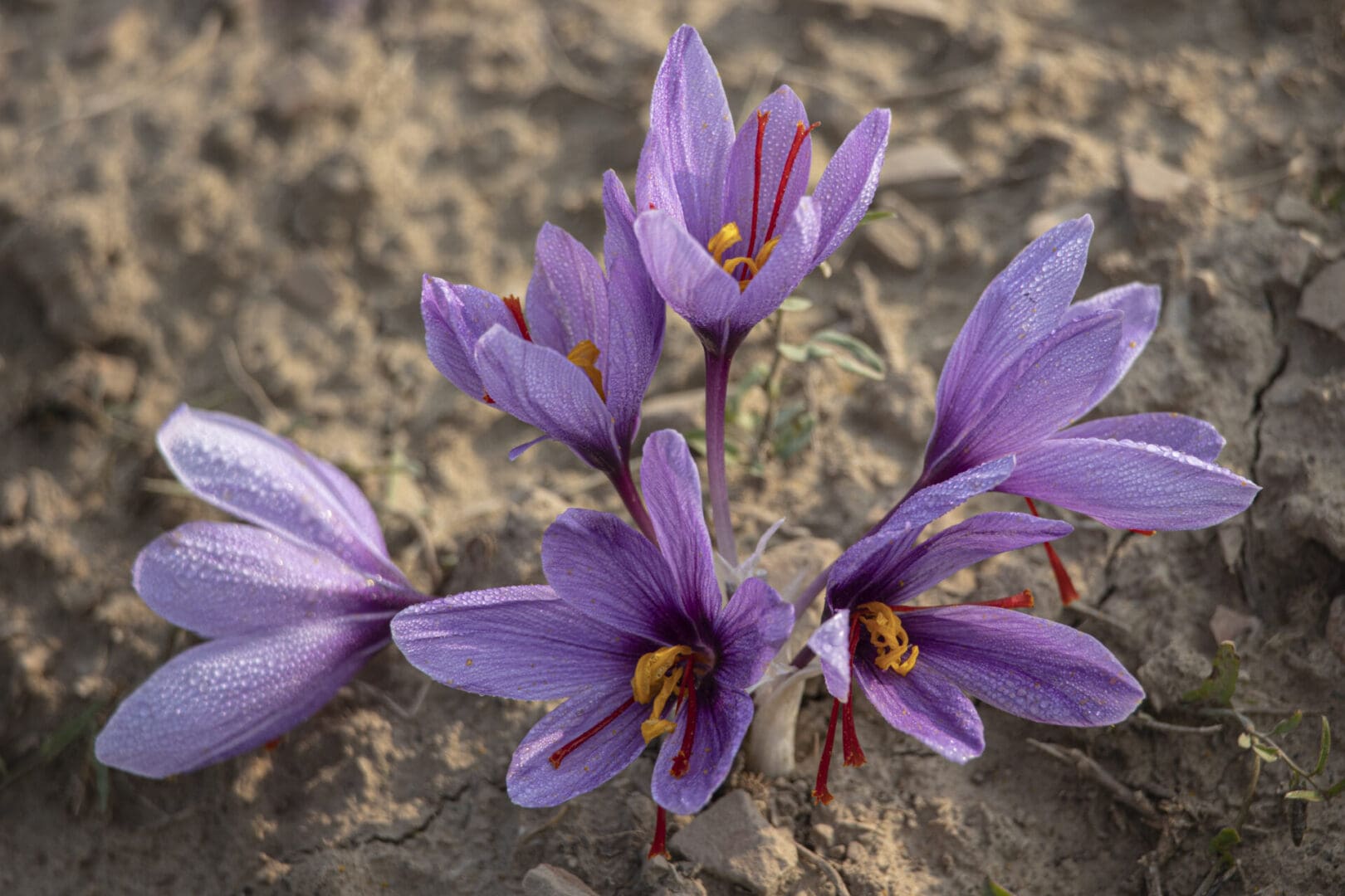 Saffron flowers growing in the dirt.