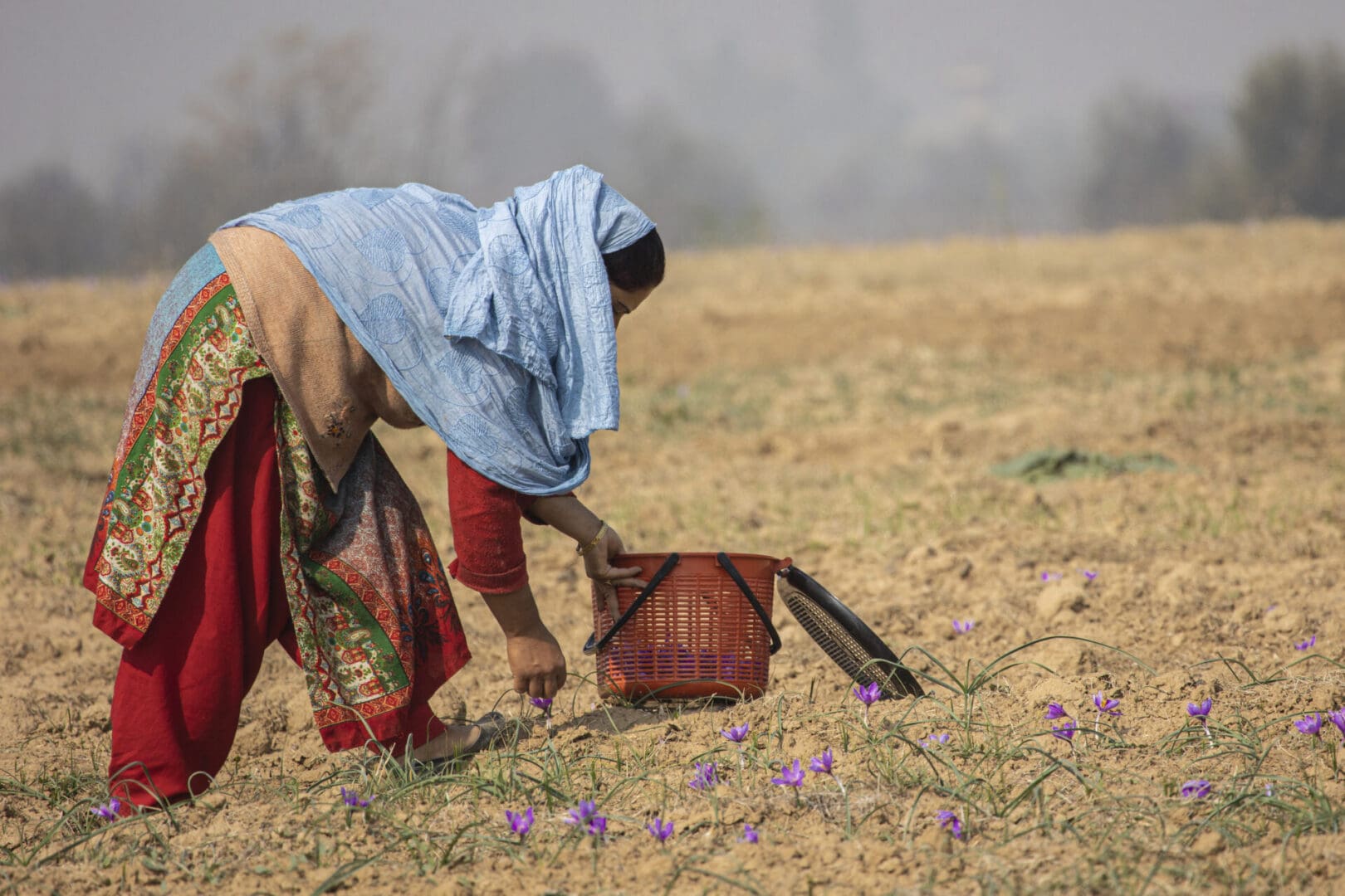 A woman picking saffron in a field.