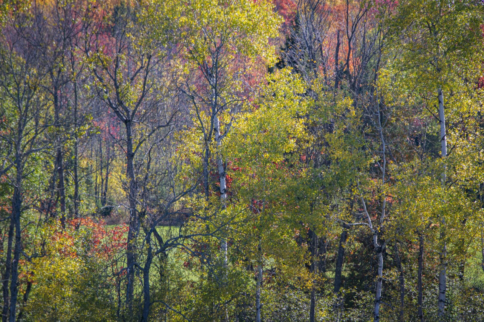 A field of colorful trees in the fall.