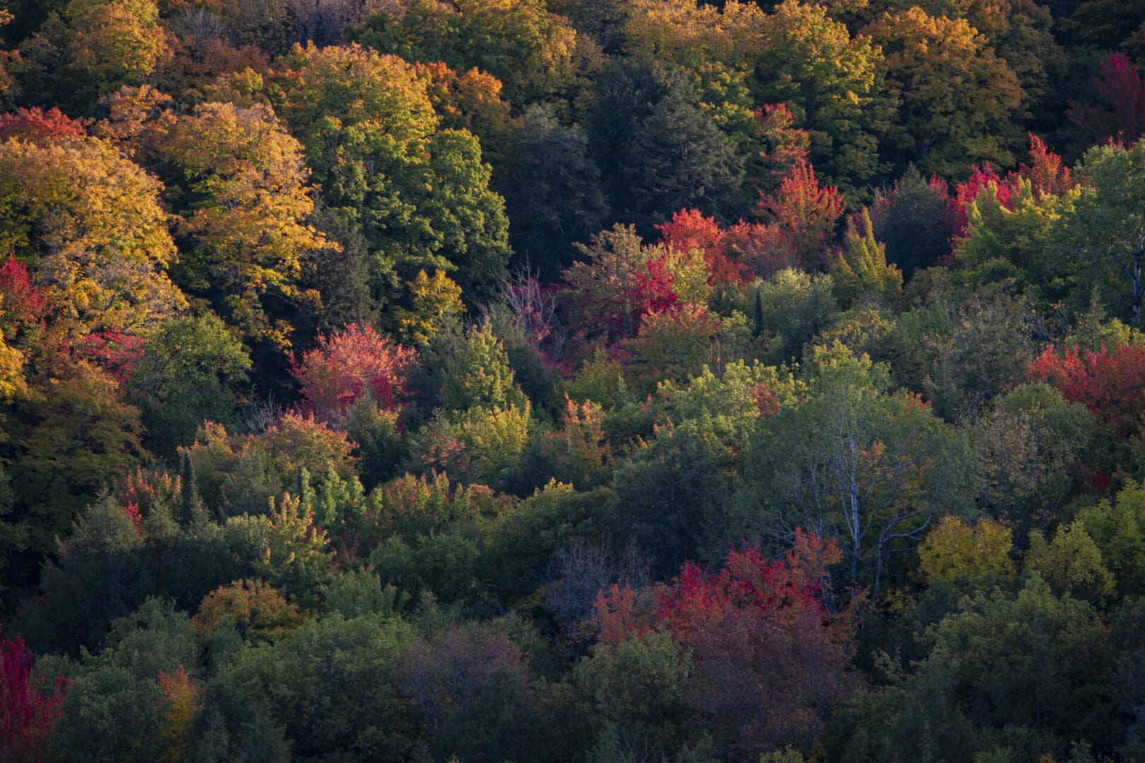An aerial view of a forest full of colorful trees.