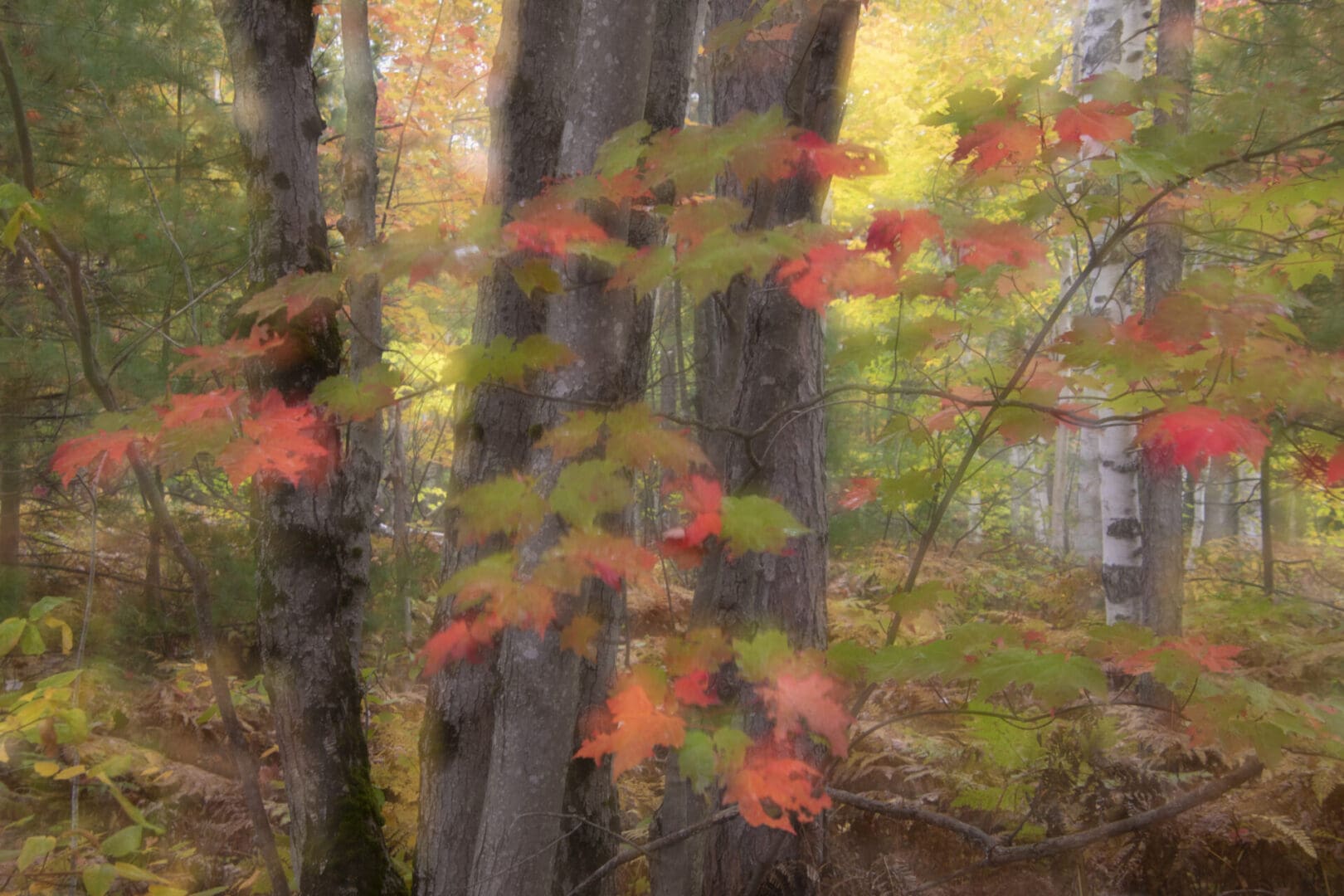 A painting of autumn leaves in a wooded area.