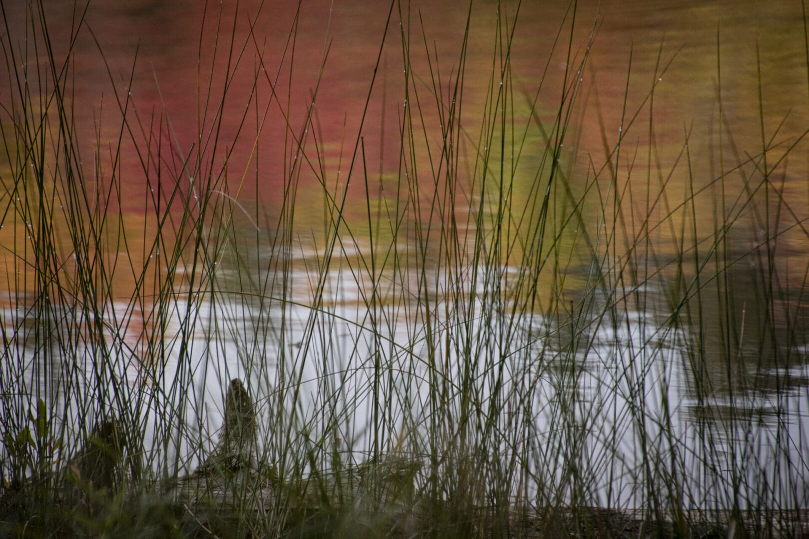 A pond with colorful reeds in the background.