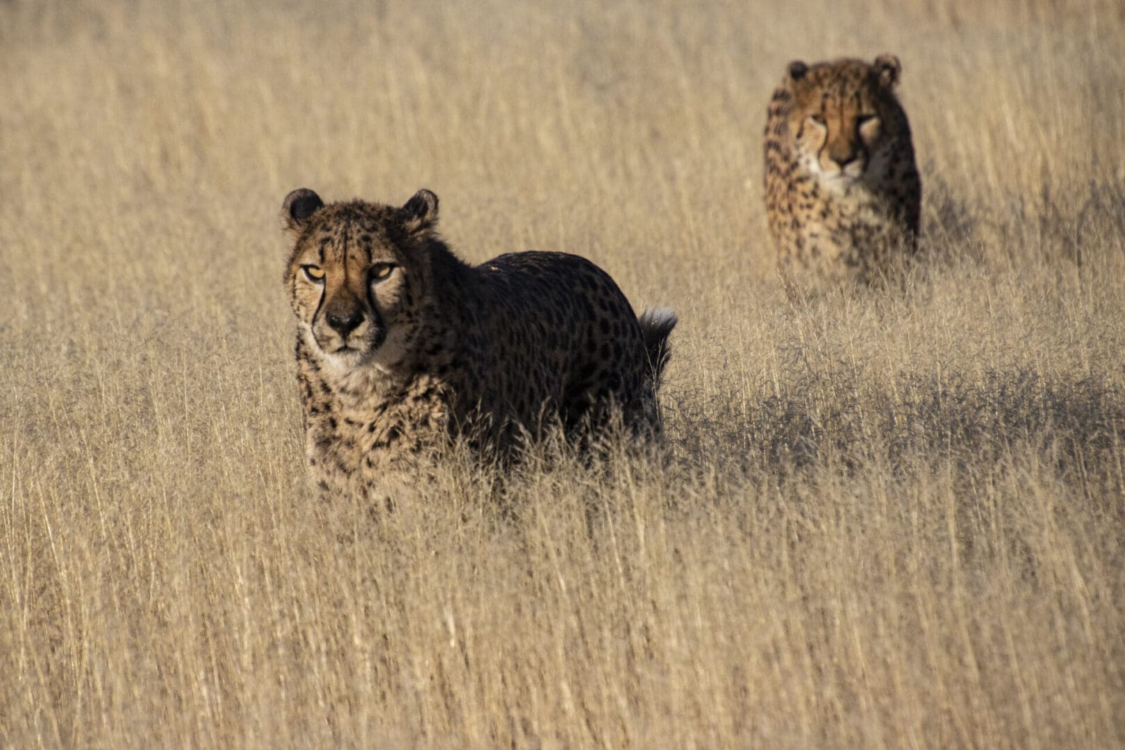 Two cheetahs walking through tall grass.