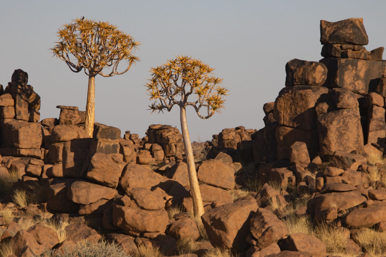 A group of trees and rocks in the desert.