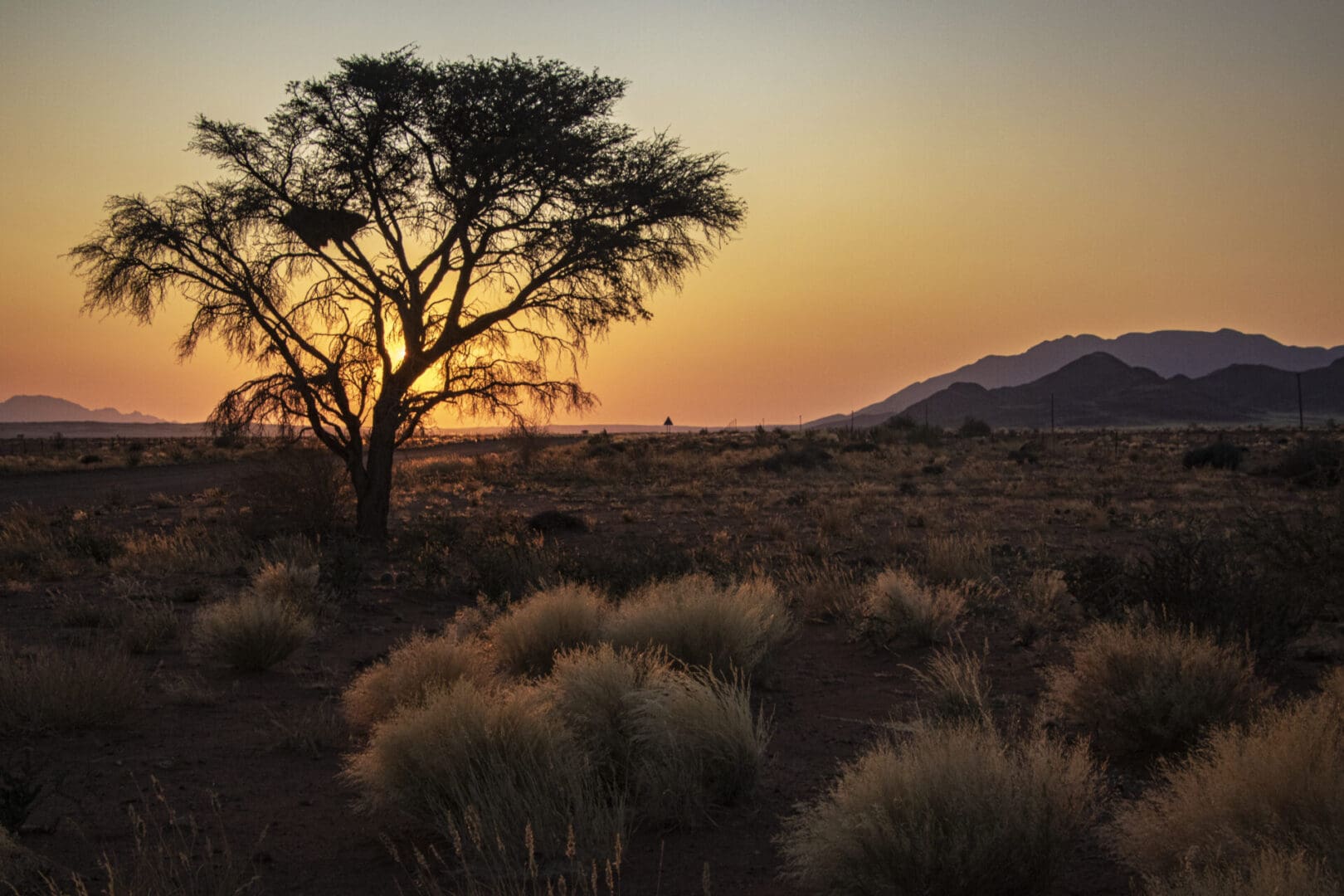A lone tree in the desert.