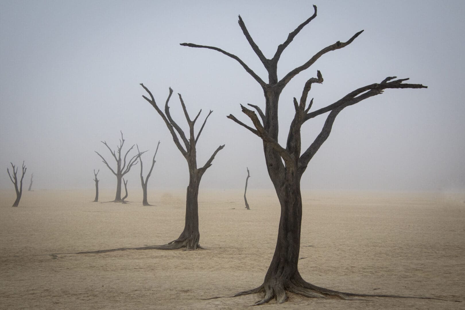 Dead trees in a desert on a foggy day.