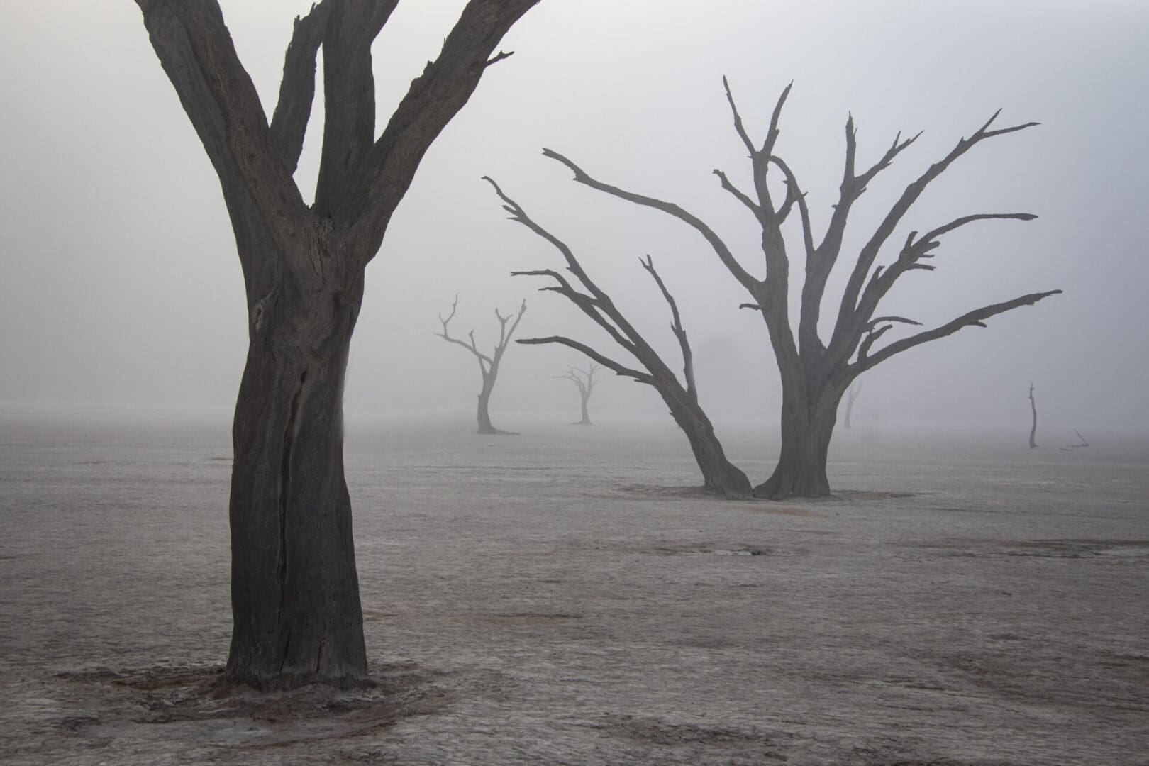 Dead trees in a foggy field.