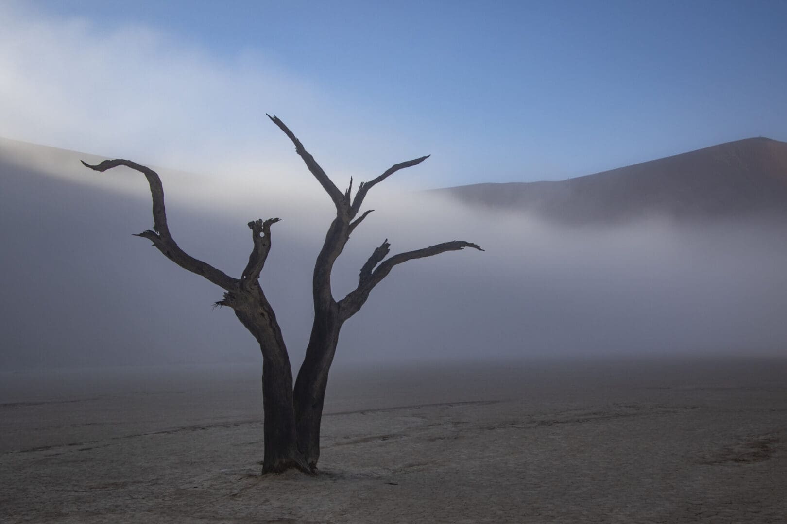 A lone tree in the middle of the desert.