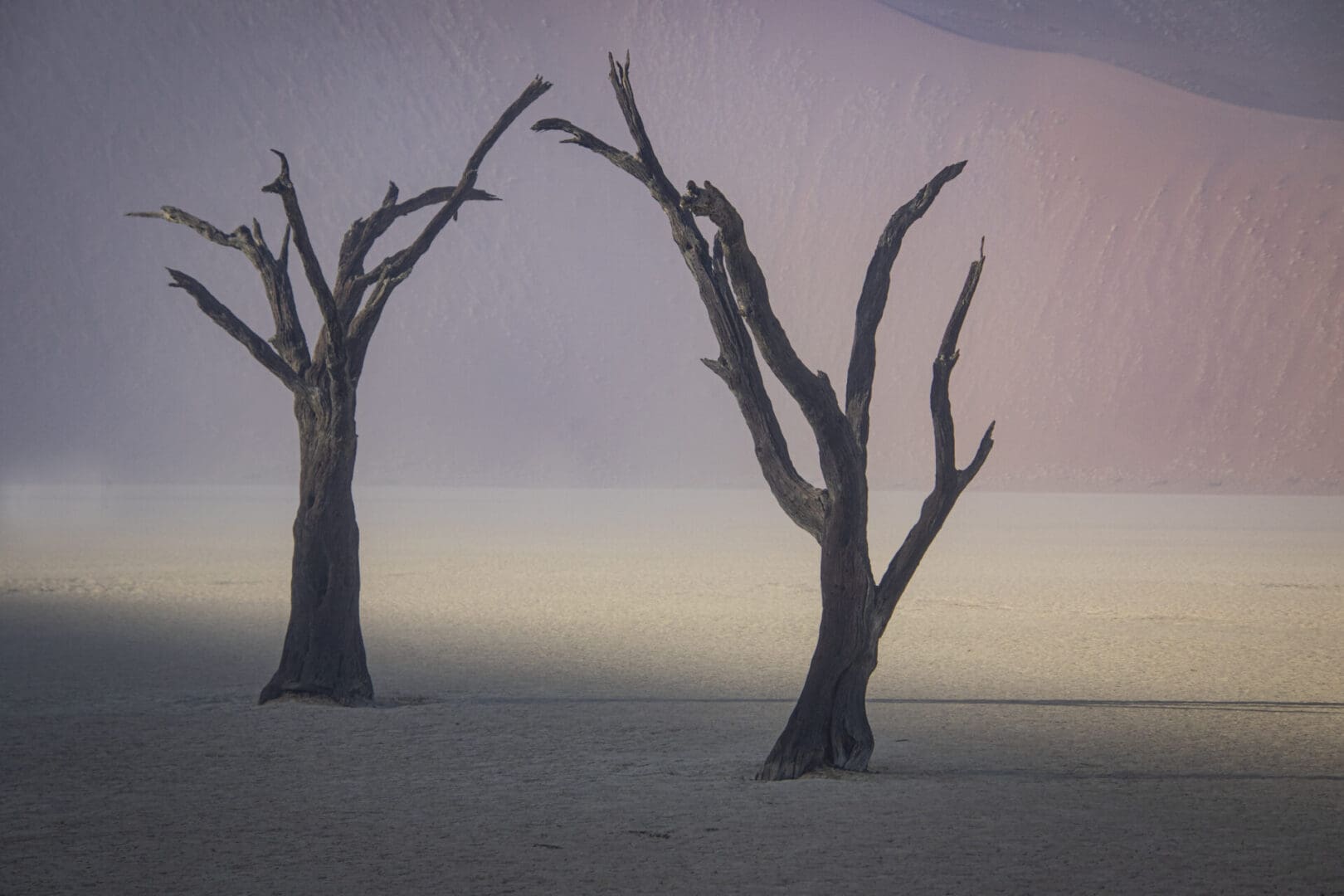 Two dead trees in the desert.