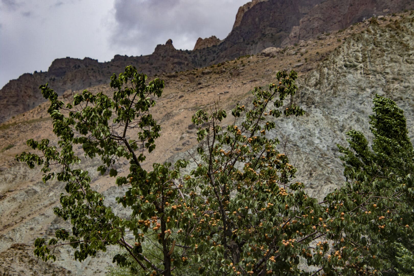 A tree in front of a mountain with a cloudy sky.