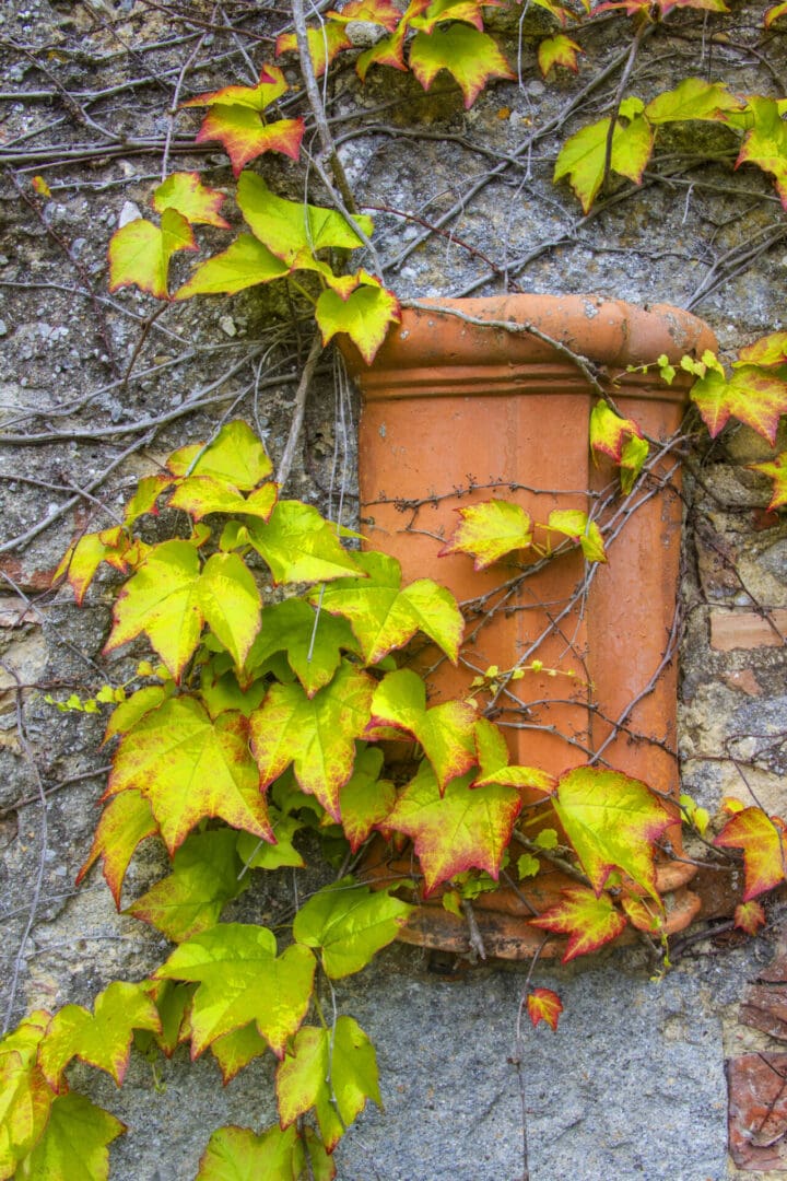 Ivy growing on a wall.
