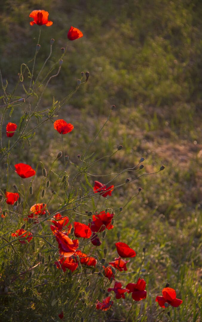A group of red poppies in a field.