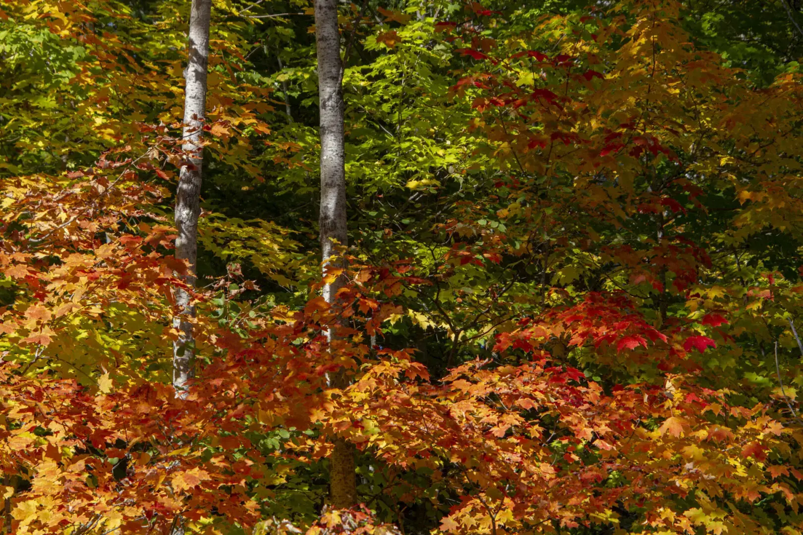 A forest full of colorful leaves in the fall.