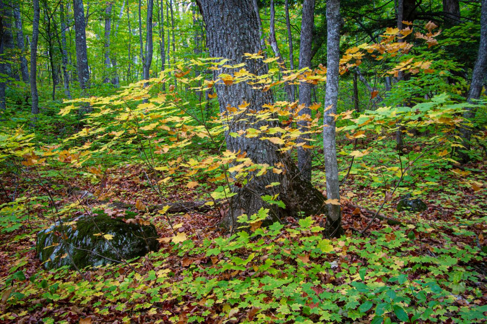 A forest with colorful leaves and a rock.